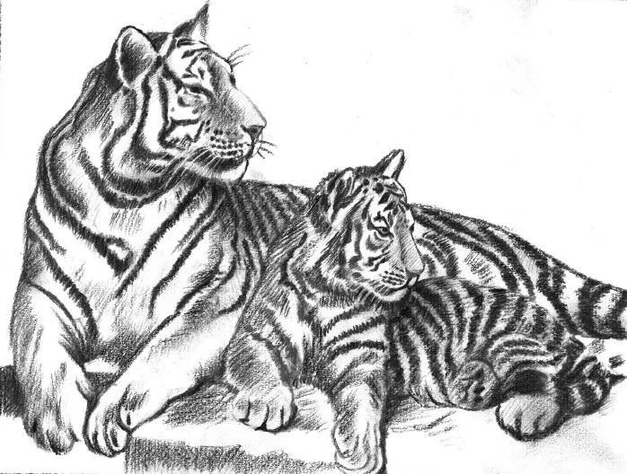 Images Of Pencil Sketches Of Foxes