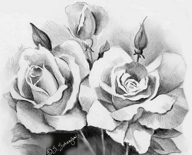 Rose Drawings