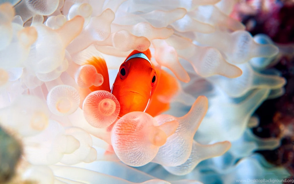 Face Of Fish Wallpapers