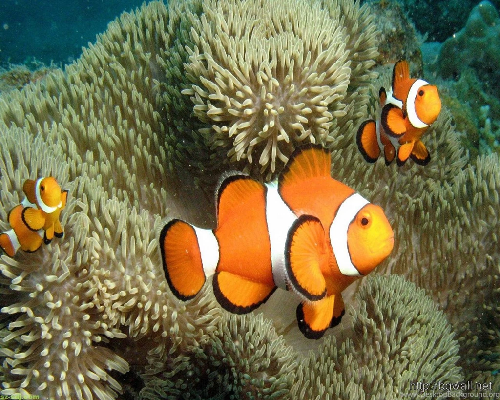 Cute Clown Fish Wallpapers Image