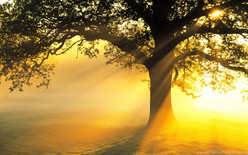 Sun Rays HD Wallpapers   HD Wallpaper Backgrounds Of Your Choice