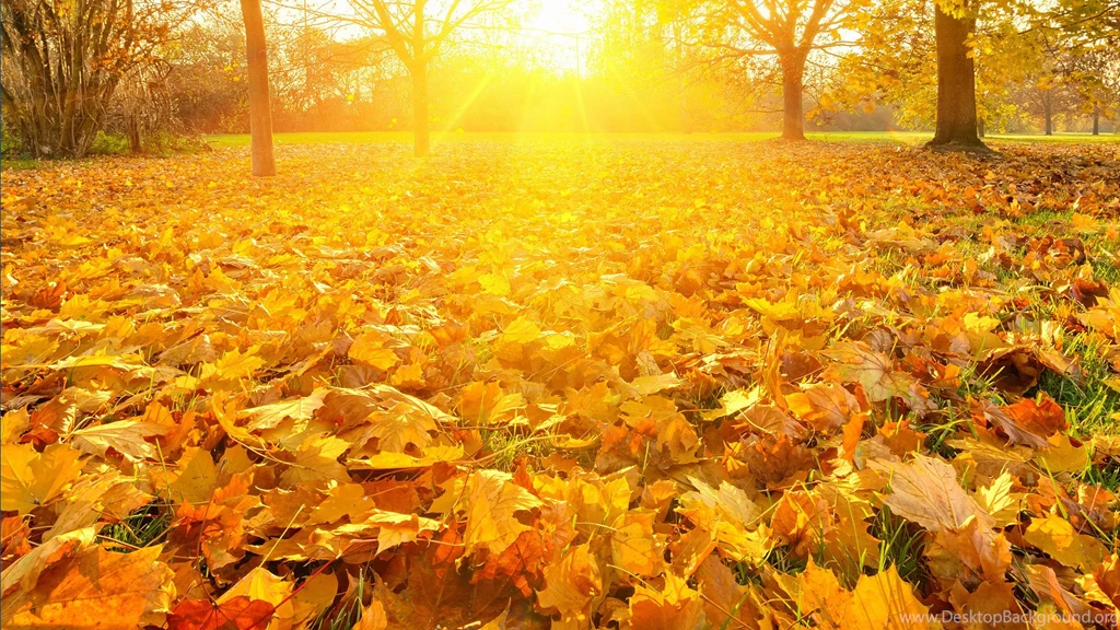 Sunrays Over Falling Leaves Wallpapers