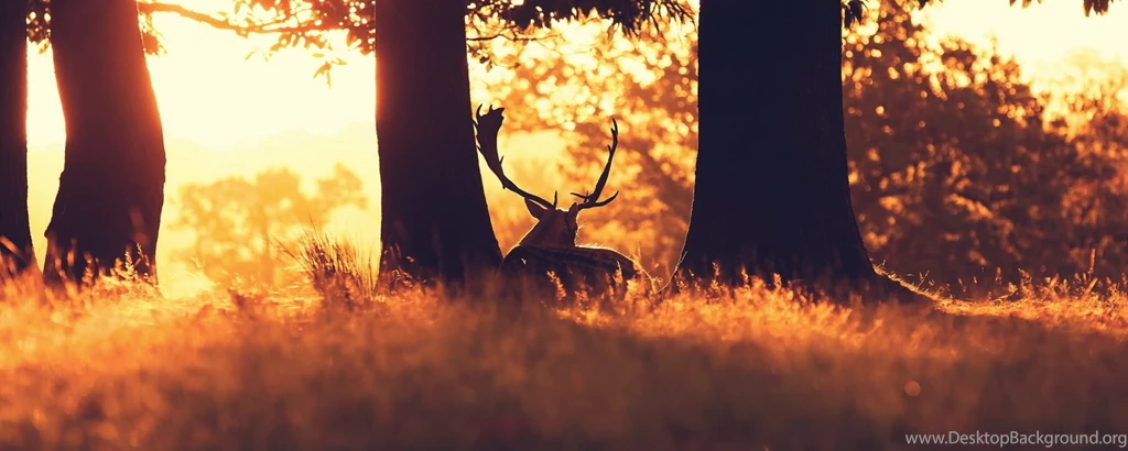 Download Wallpapers 2560x1024 Forest, Grass, Trees, Deer, Sun Ray ...