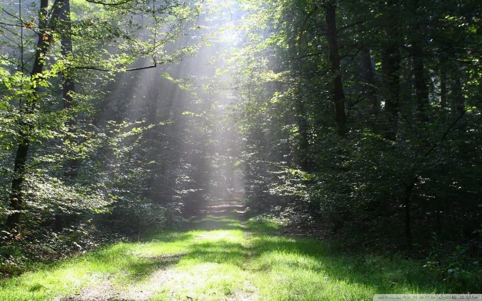 Forest Sun Rays HD Desktop Wallpapers : Widescreen : High ...