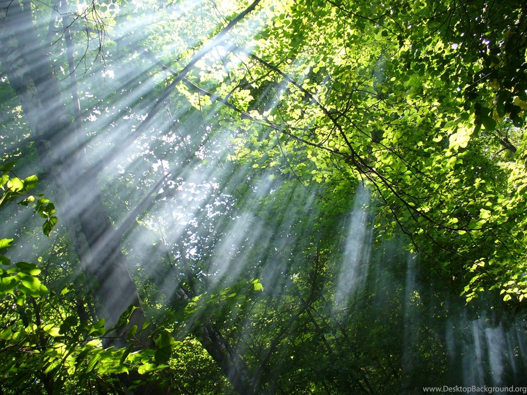 Sun Rays Through The Woods 23597 Wallpapers Landscape Scenery ...
