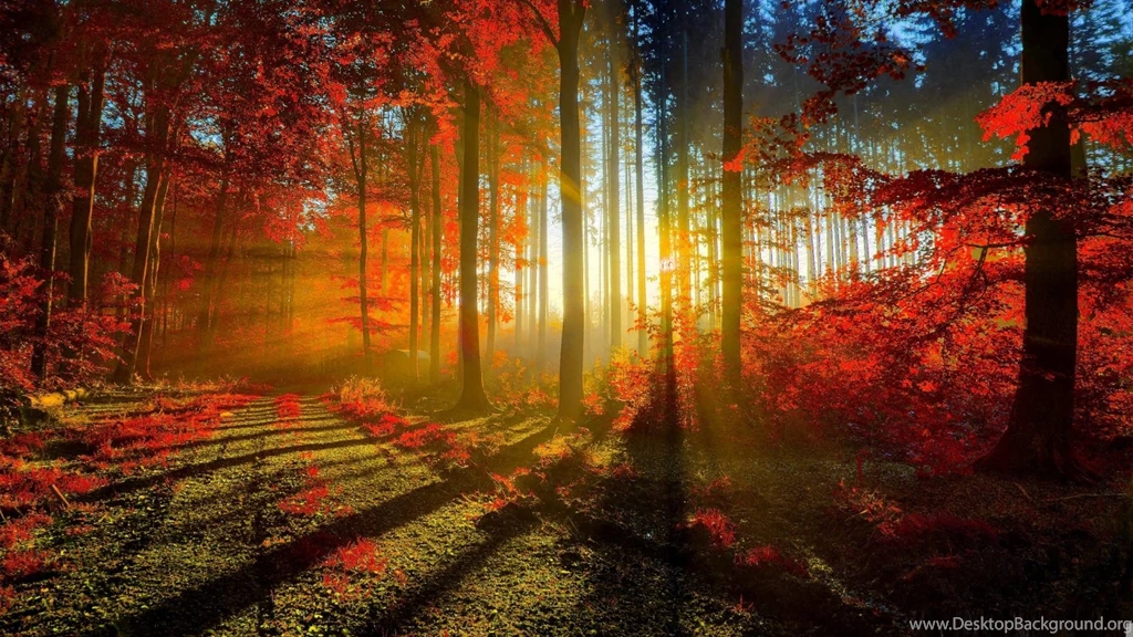Sun Rays Trough Autumn Forest