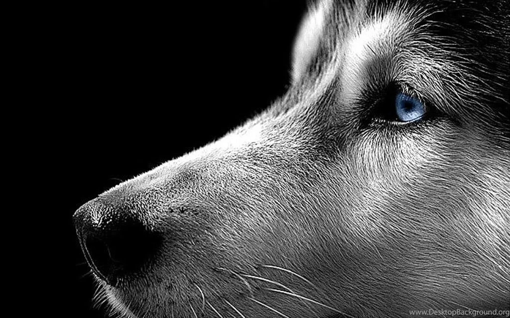 Animal: Wallpapers Animals