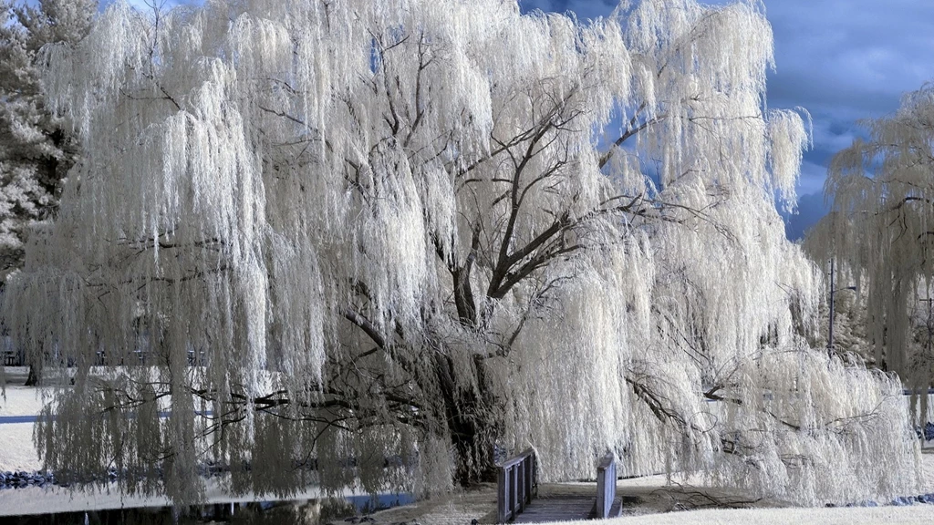 Snow Tree Winter