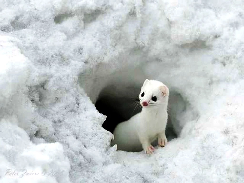 Cute Animal Wallpapers For Desktop Little Cute Animal Wallpapers55 ...