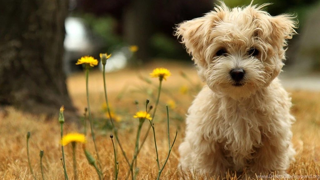 Animal Wallpapers