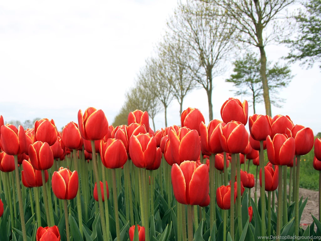 Dutch Polder : Desktop And Mobile Wallpapers : Wallippo