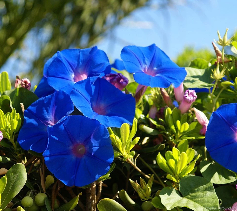 Flowers For Flower Lovers.: Flowers Wallpapers HD Desktop ...