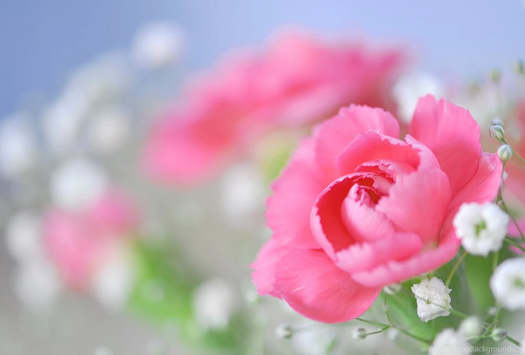 Beautiful flowers pictures for desktop (4)