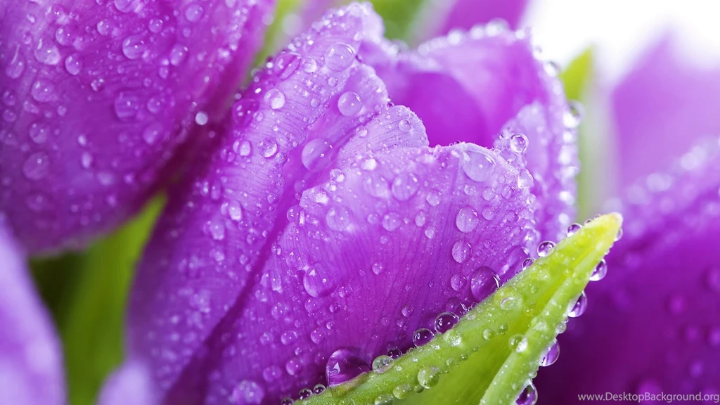 Beautiful Flowers Desktop