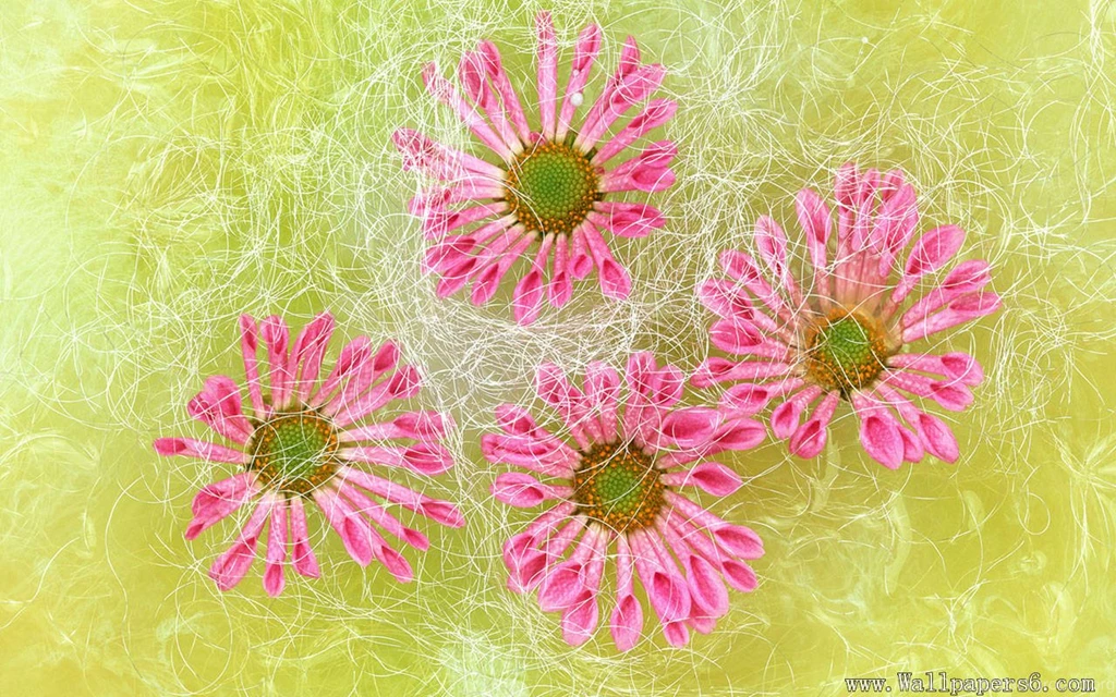 Beautiful Flowers － Flower Wallpapers   Free Download Wallpapers ...