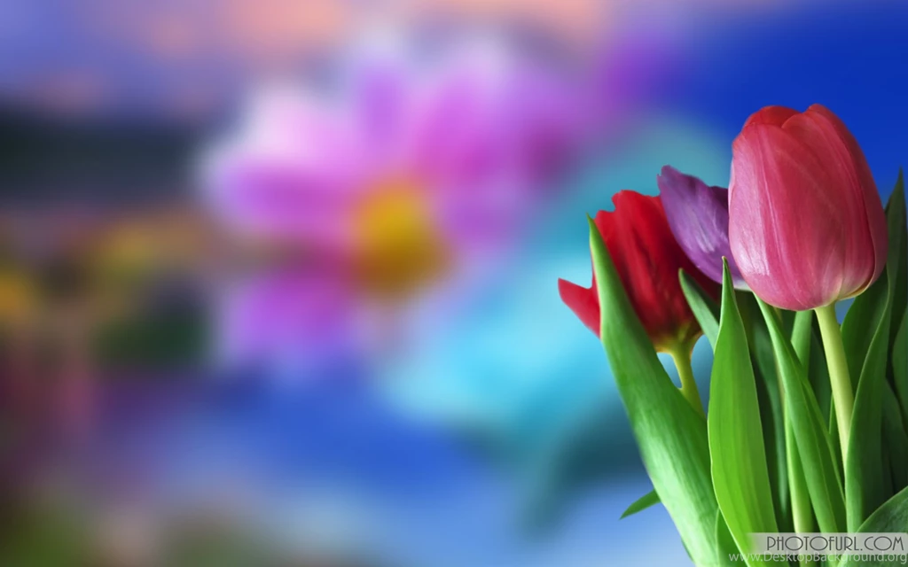 Beautiful Flower Wallpapers For Desktop Animated