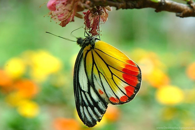 20+ Colourful Butterflies HD Wallpapers WonderWordz