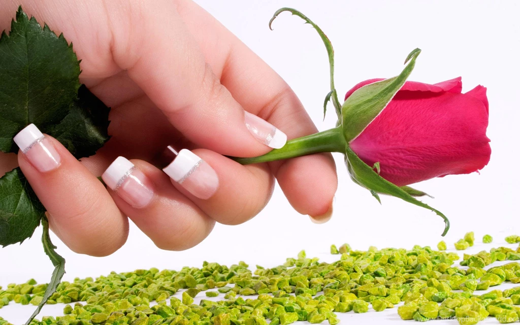 Red Rose In Beautiful Lady H Wallpaper,hand HD Wallpaper,lovely HD ...