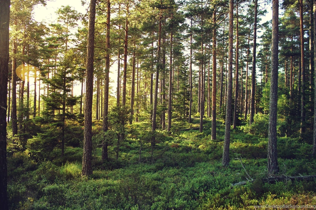 HD Forrest Wallpapers