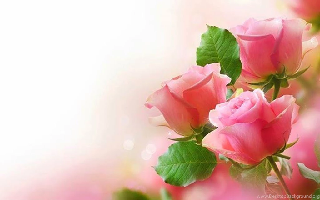 Three Pink Roses Backgrounds Image