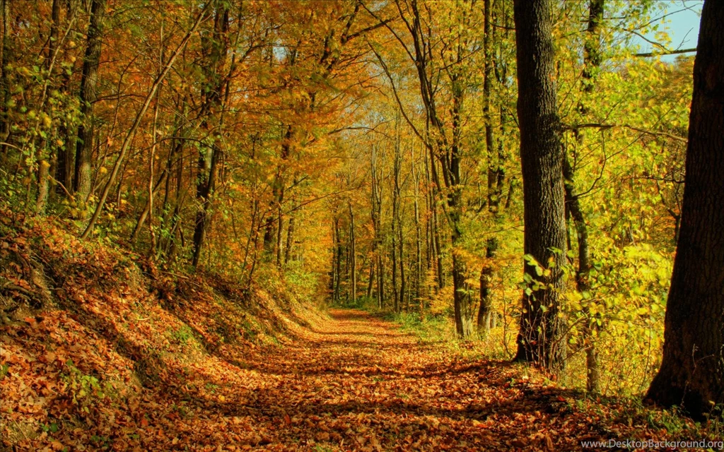 Fall Autumn Forrest Wallpapers   HD Wallpapers