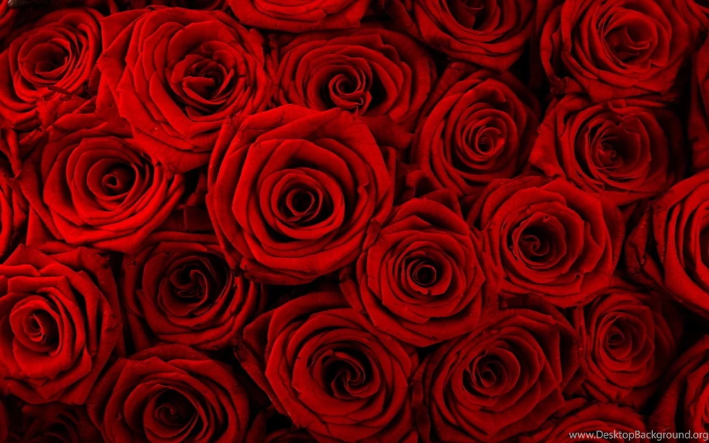 Red Rose Wallpapers