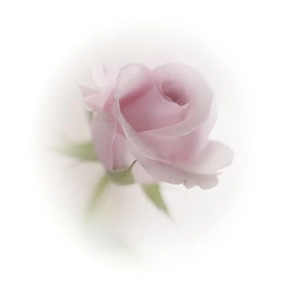 Tubes Fleurs ❤ Liked On Polyvore Featuring Flowers, Tubes ...