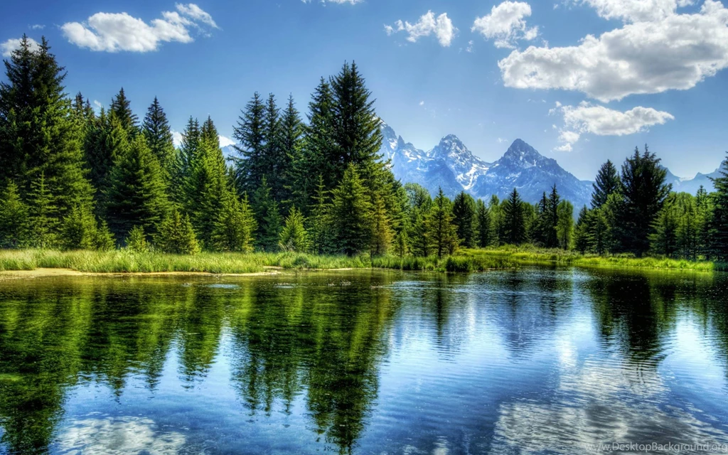 Laker, And, Forrest, Cool Nature Wallpapers, Organic, Plants ...