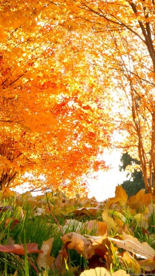 Download Wallpapers 540x960 Fall, Trees, Leaves Android HTC ...