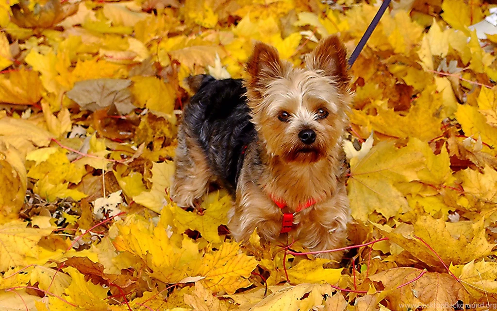 Fall With Animal Android HD Wallpapers Attachment 4026   Amazing ...