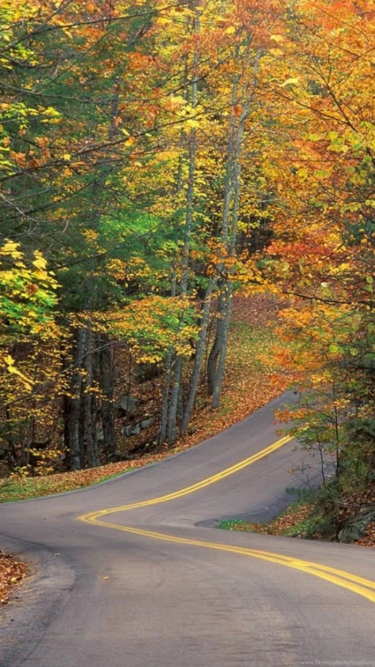 Download Wallpapers 540x960 Road, Asphalt, Wood, Lines, Yellow ...