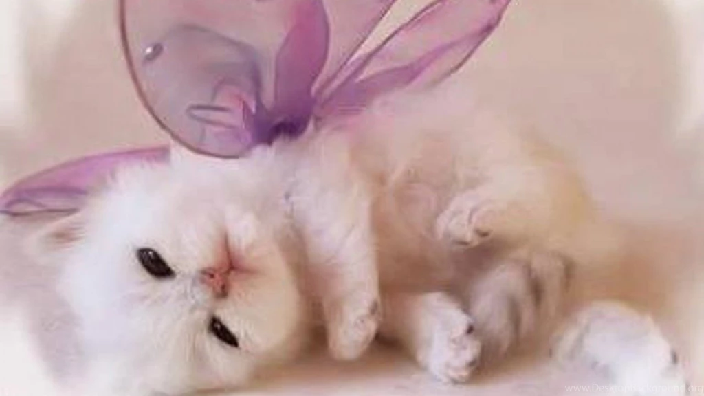 Cute Kitty Hd Wallpapers