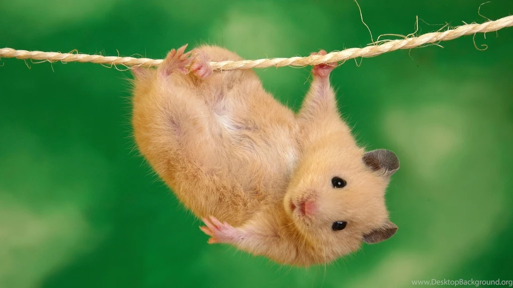 Cute Baby Animal Wallpapers