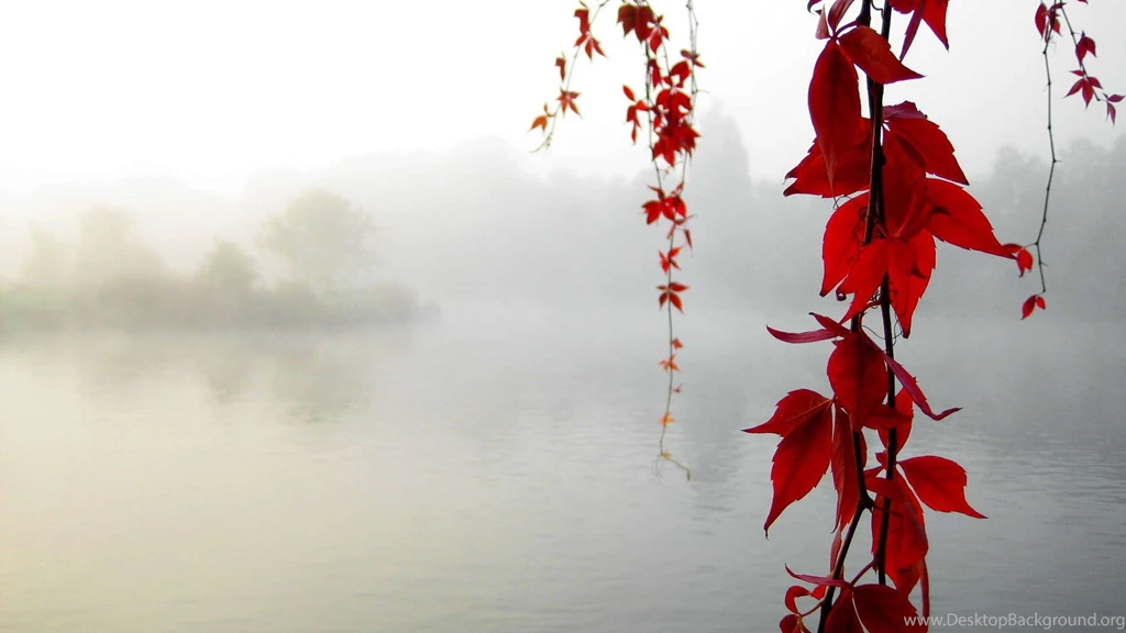 Wallpapers Spiderman Nature Hd Personal Blog 1920x1080