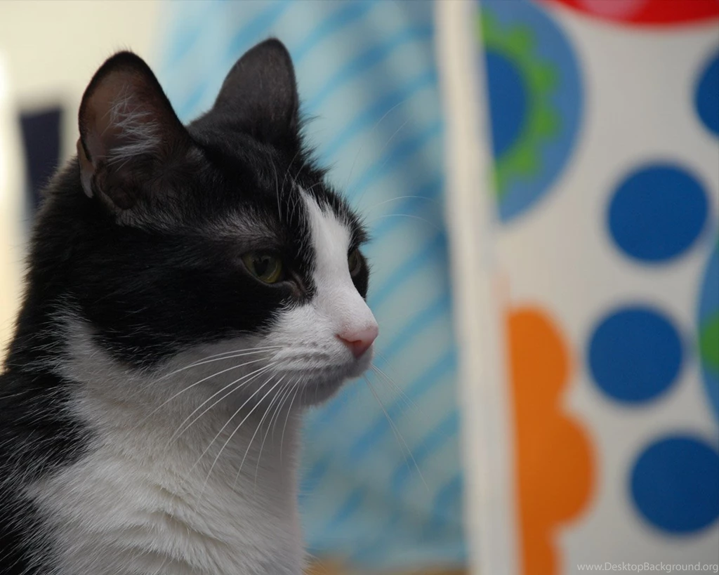 Best Apple Wallpapers Ever 41955 Desktop Wallpapers