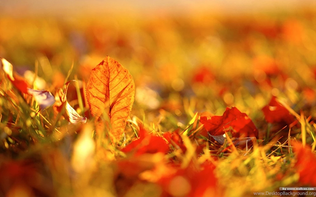 Free Fall Desktop Wallpapers Widescreen