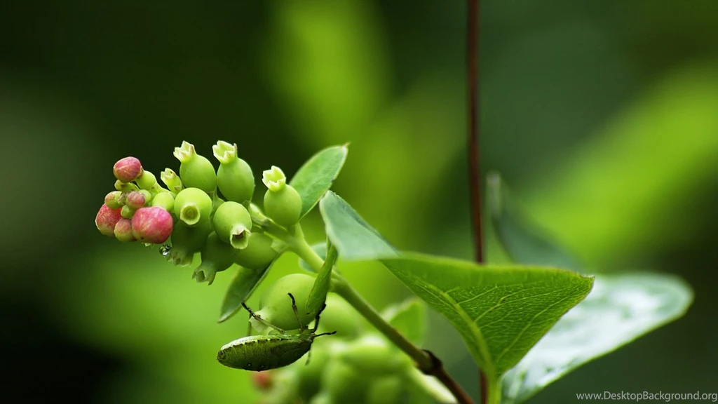 Cute Wallpapers » WallDevil Best Free HD Desktop And Mobile ...