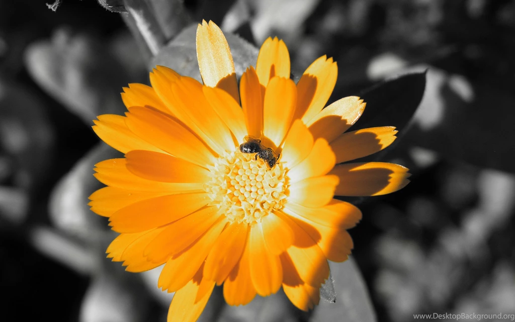 Mac Wallpapers — Apple Wallpapers Flowers Are Cute HD Leopard...