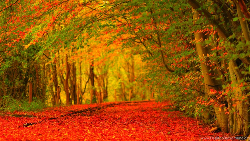 Wallpapers Autunm Autumn Carpet Leaves Hd Image Red 1920x1080 ...