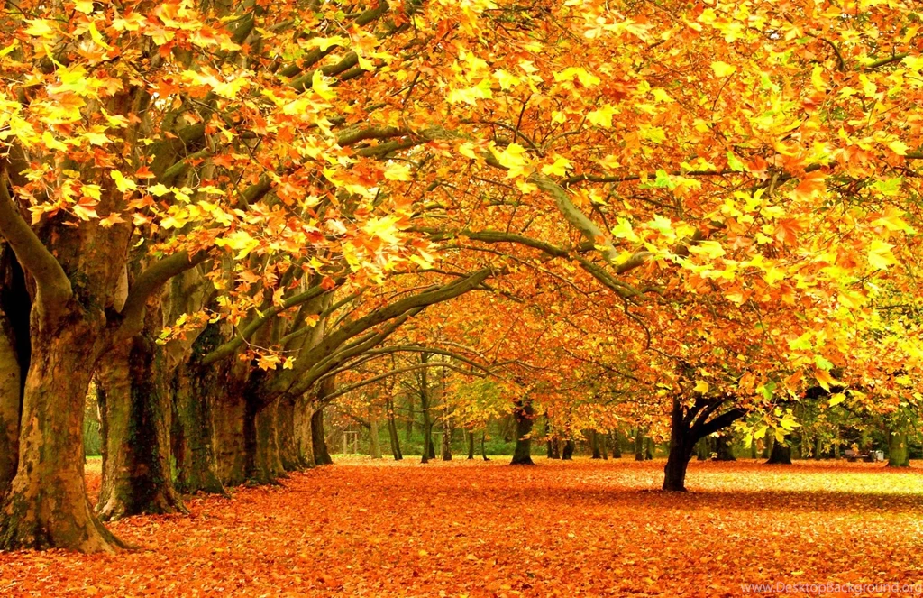 Autumn Leaves On The Bench Wallpapers Full Hd 10831 Wallpapers