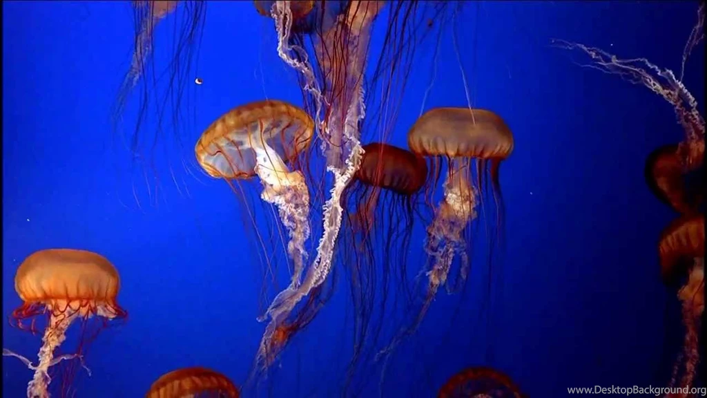 Jellyfish Live Wallpapers YouTube