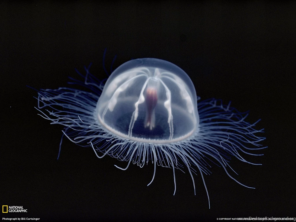 Jellyfish, Antarctica