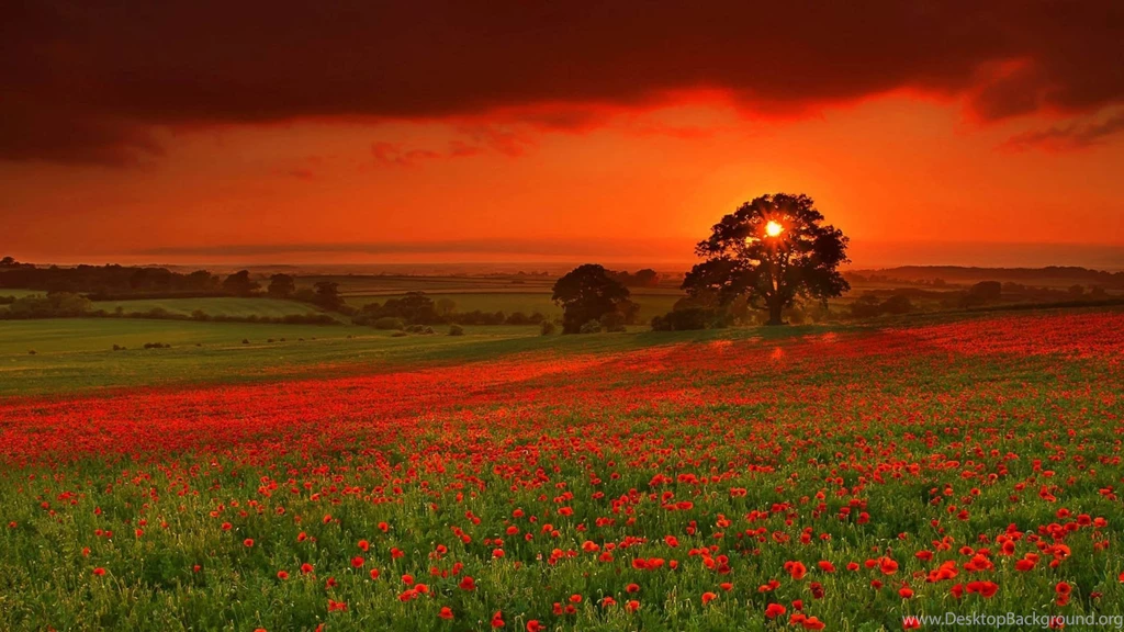 Download Wallpapers 1920x1080 Autumn, Sun, Flowers, Orange, Red ...