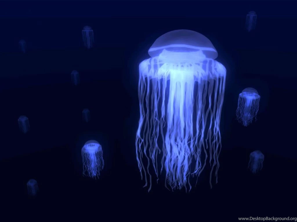 The Jellyfish Lovers Blog