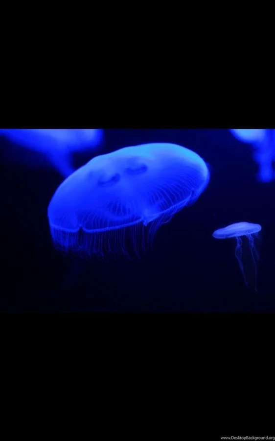 Glow Jellyfish Live Wallpapers Android Apps On Google Play