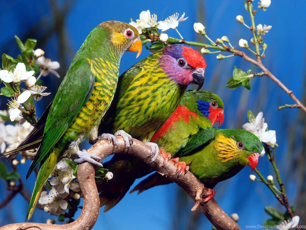 Desktop Animals And Birds Wallpapers 3d Hd Pictures.