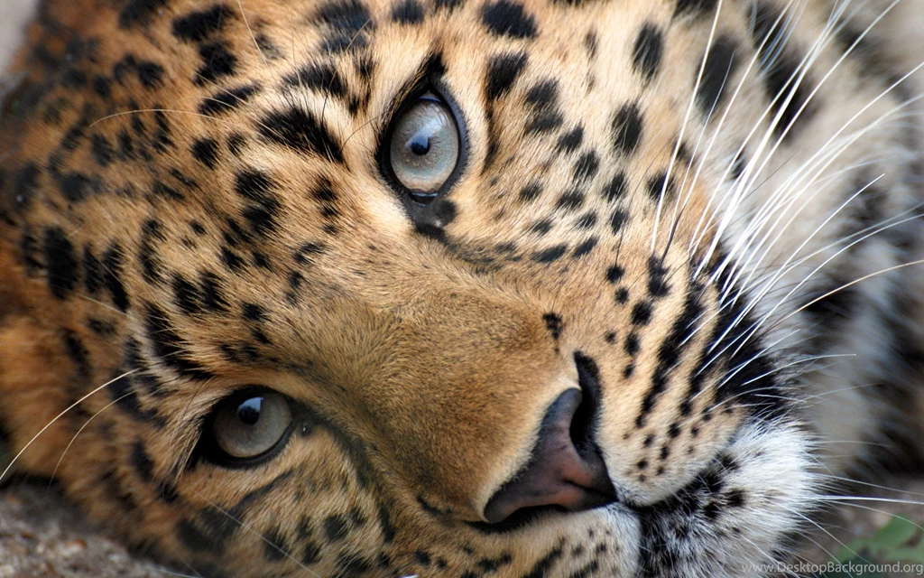 Animal Wallpapers Desktop
