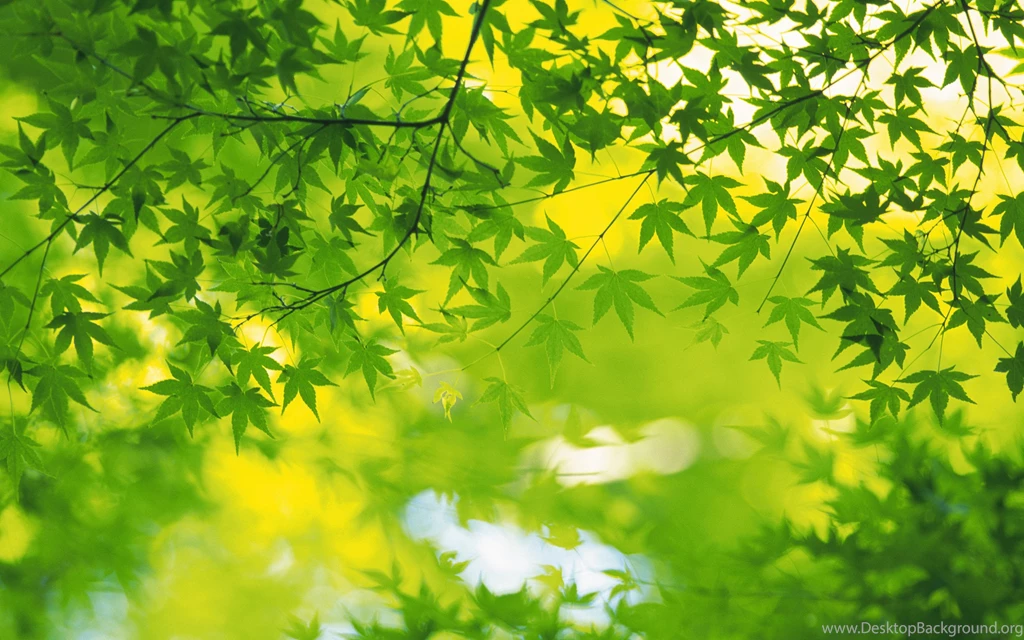 2560x1600 Fresh Green Leaves Wallpapers 2560x1600 NO.26 Desktop ...