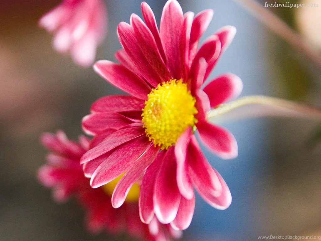 Desktop Wallpaper Images Of Flowers HD Wallpapers Desktop ...