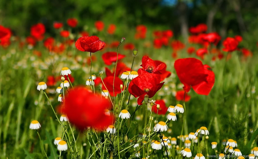 Flowers Wallpapers For Desktop
